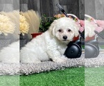 Small #2 Bichon Frise