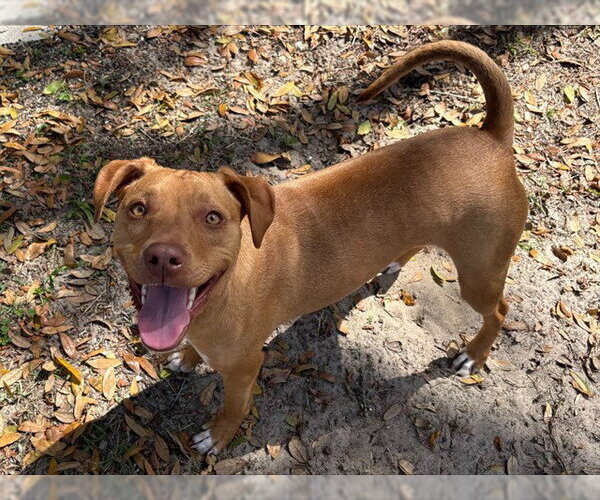 Medium Photo #3 American Pit Bull Terrier-Labrador Retriever Mix Puppy For Sale in Ocala, FL, USA