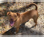Small #2 American Pit Bull Terrier-Labrador Retriever Mix