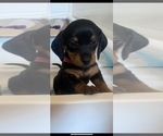 Small Photo #1 Dachshund Puppy For Sale in JOSHUA TREE, CA, USA