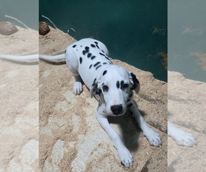 Dalmatian Puppy for sale in DUVALL, WA, USA