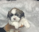 Small #8 Shih Tzu