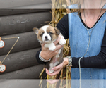 Puppy Cleo Cardigan Welsh Corgi