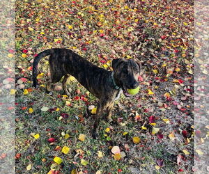 Jekyll - Male Plott Hound Dog for Adoption - Photo #3