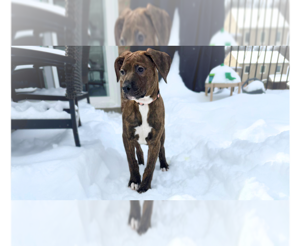 Medium Photo #1 American Pit Bull Terrier-Doberman Pinscher Mix Puppy For Sale in Springdale, PA, USA