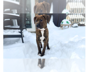 American Pit Bull Terrier-Doberman Pinscher Mix Dogs for adoption in Springdale, PA, USA