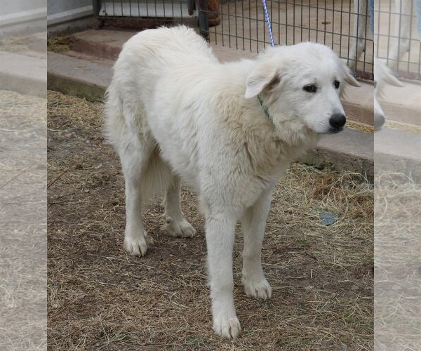 Medium Photo #2 Great Pyrenees-Unknown Mix Puppy For Sale in Bandera, TX, USA