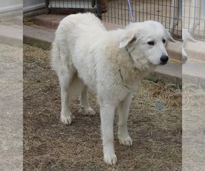 Athena - Female Great Pyrenees-Unknown Mix Dog for Adoption - Photo #2