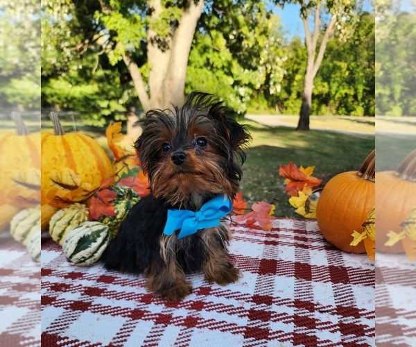 Medium Photo #2 Yorkshire Terrier Puppy For Sale in INDIANAPOLIS, IN, USA