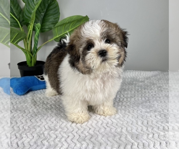 Medium Photo #4 Zuchon Puppy For Sale in FRANKLIN, IN, USA