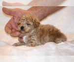 Small #3 Poodle (Toy)