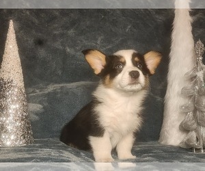 Medium Pembroke Welsh Corgi