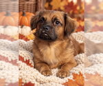Small Photo #2 Dachshund-Unknown Mix Puppy For Sale in Cuyahoga Falls , OH, USA