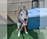 Small #1 Catahoula Leopard Dog-Collie Mix