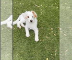 Small #2 Poodle (Miniature) Mix