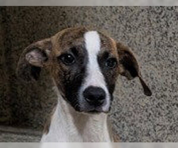 Medium Photo #1 Plott Hound-Unknown Mix Puppy For Sale in Canton, CT, USA