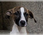 Small Plott Hound Mix