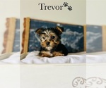 Small Photo #5 Yorkshire Terrier Puppy For Sale in MURFREESBORO, TN, USA