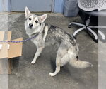 Small #1 Siberian Husky Mix