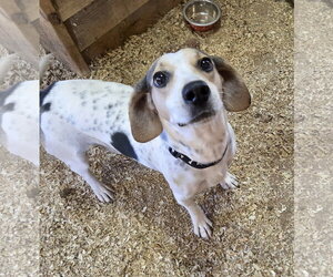 Low Rider - Male Bagle Hound Dog for Adoption - Photo #4