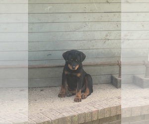 Rottweiler Puppy for sale in PETAL, MS, USA