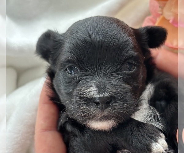 Medium Photo #2 Morkie Puppy For Sale in ROCK STREAM, NY, USA