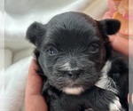 Small #1 Morkie