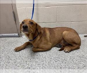 Labrador Retriever-Unknown Mix Dogs for adoption in Conroe, TX, USA