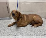 Small Labrador Retriever Mix