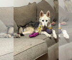 Small #10 Siberian Husky Mix