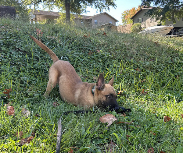 Medium Photo #42 Belgian Malinois Puppy For Sale in S CHARLESTON, WV, USA