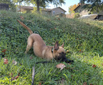 Small Photo #42 Belgian Malinois Puppy For Sale in S CHARLESTON, WV, USA