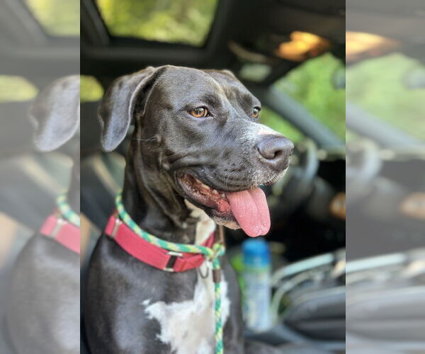 Medium Photo #5 American Pit Bull Terrier-Labrador Retriever Mix Puppy For Sale in Brewster, NY, USA