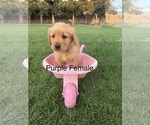 Small Photo #1 Golden Retriever Puppy For Sale in DENAIR, CA, USA