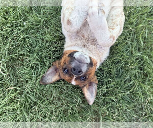 Medium Photo #3 Mutt Puppy For Sale in Queen Creek, AZ, USA