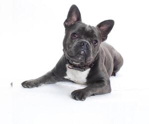 French Bulldog-Unknown Mix Dogs for adoption in Burbank, CA, USA