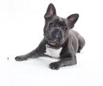 Small French Bulldog Mix
