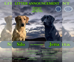 Small #2 Labrador Retriever