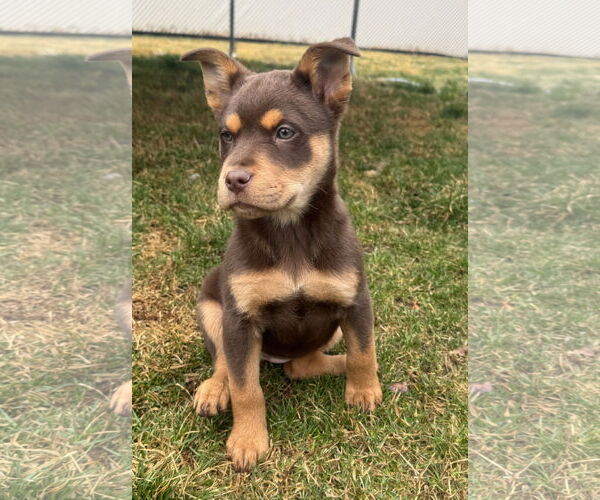 Medium Photo #3 Mutt Puppy For Sale in Sandy, UT, USA