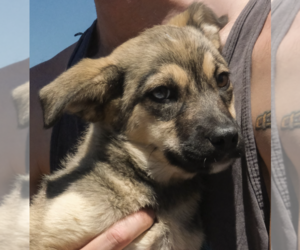 Siberian Husky-Unknown Mix Dogs for adoption in Brooklyn, NY, USA