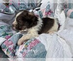Small #7 Schnauzer (Miniature)