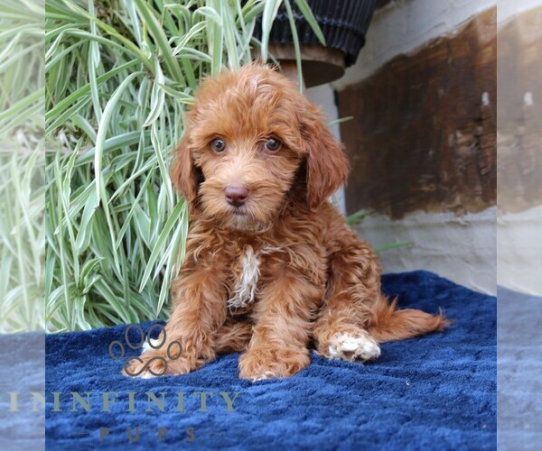 Medium Photo #4 Goldendoodle (Miniature) Puppy For Sale in NARVON, PA, USA