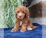 Small #3 Goldendoodle (Miniature)