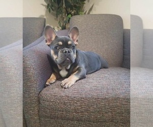 French Bulldog Puppy for sale in INDIANAPOLIS, IN, USA