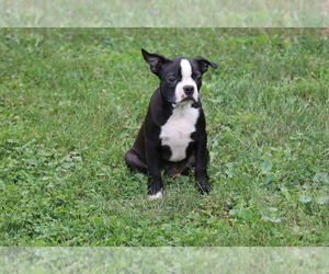 Boston Terrier Puppy for sale in SHILOH, OH, USA