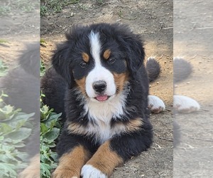 Bernese Mountain Dog Puppy for sale in HILLSBORO, OH, USA