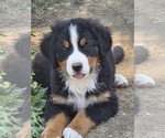 Small Bernese Mountain Dog