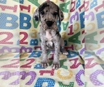 Puppy Yellow Great Dane