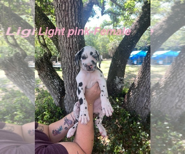 Medium Photo #29 Great Dane Puppy For Sale in FORT DENAUD, FL, USA