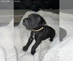 Small Photo #9 Cane Corso Puppy For Sale in TRACY, CA, USA